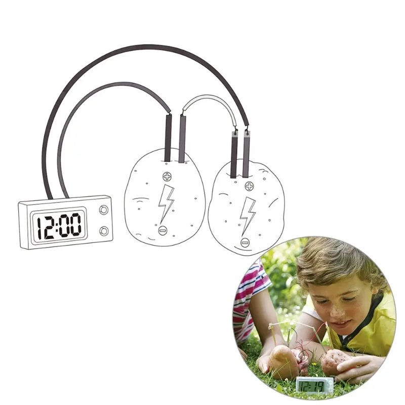Science Nature - ของเล่นเด็กใหม่ มอนเตสซอรี่ ของเล่นผลไม้ มันฝรั่ง แบตเตอรี่แห้ง ของเล่นวิทยาศาสตร์เพื่อการศึกษาสำหรับเด็ก