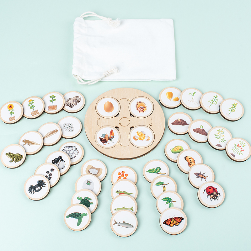 Science Nature - Life Cycle Board Montessori Kit ชีววิทยาวิทยาศาสตร์การศึกษาสําหรับเด็ก