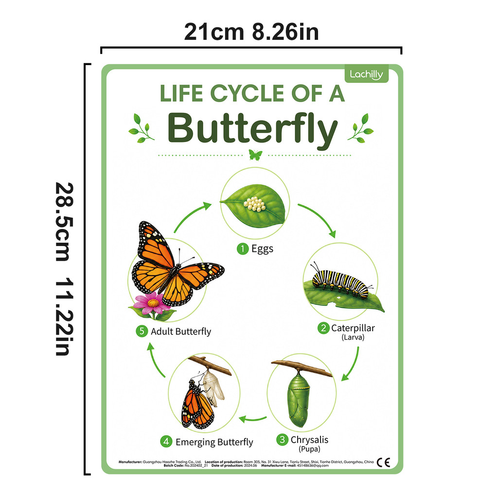 โปสเตอร์การศึกษาวัฏจักรชีวิตขอ - Science Nature บทวิจารณ์และราคา
