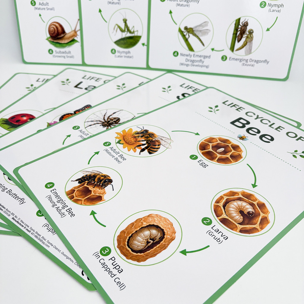 โปสเตอร์การศึกษาวัฏจักรชีวิตขอ - Science Nature บทวิจารณ์และราคา