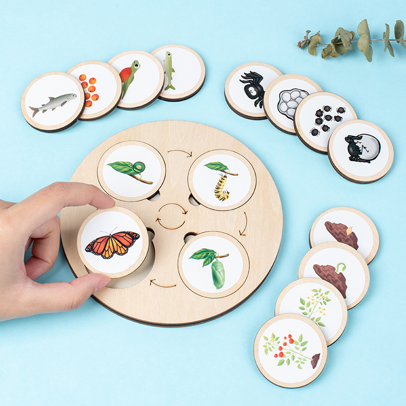 Life Cycle Board Montessori Ki - Science Nature บทวิจารณ์และราคา